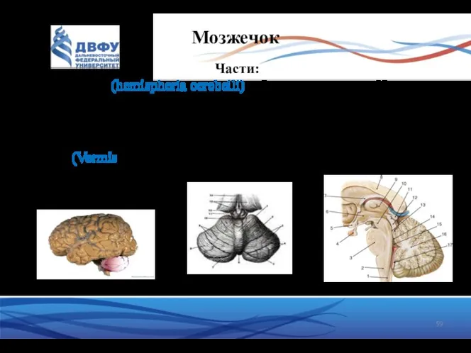 Мозжечок Части: Полушария (hemispheria cerebelli) – более новая часть. Изрезана многочисленными извилинами и