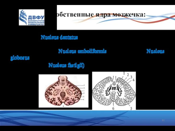 Собственные ядра мозжечка: 4 - зубчатое (Nucleus dentatus) – вместе с ядром оливы