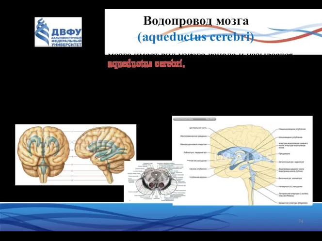 Водопровод мозга (aqueductus cerebri) Полость среднего мозга имеет вид узкого канала и называется