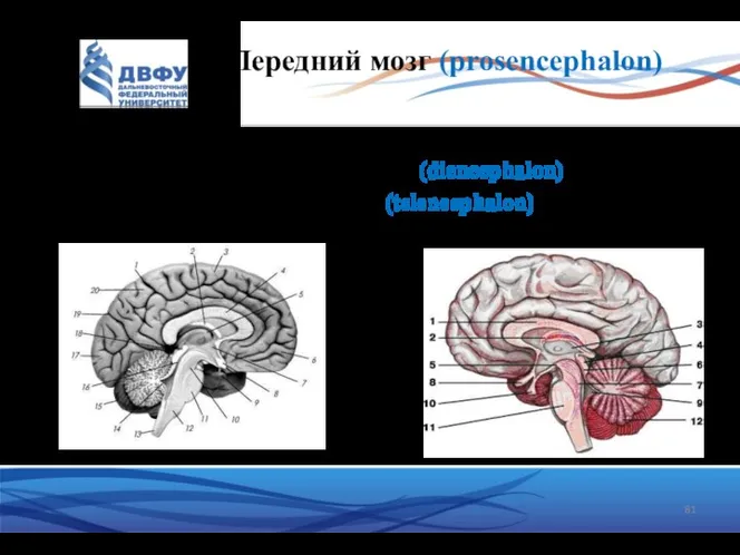 Передний мозг (prosencephalon) Состоит: Промежуточный мозг (diencephalon) Конечный мозг (telencephalon)