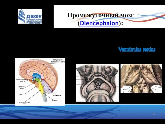 Промежуточный мозг (Diencephalon): зрительный мозг – с дорсальной стороны надбугорная область с вентральной
