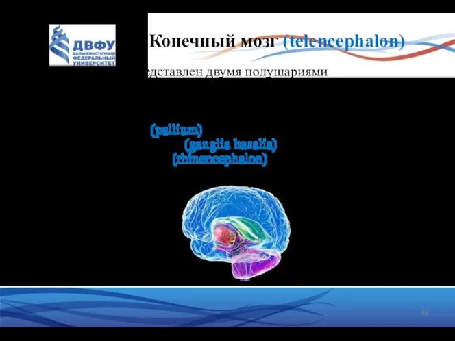 Конечный мозг (telencephalon) Представлен двумя полушариями В состав каждого полушария входят: плащ (pallium)