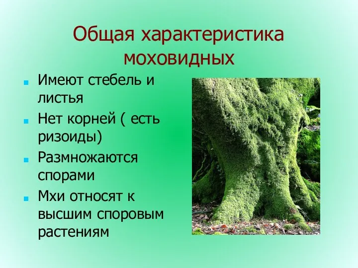 Общая характеристика моховидных Имеют стебель и листья Нет корней (