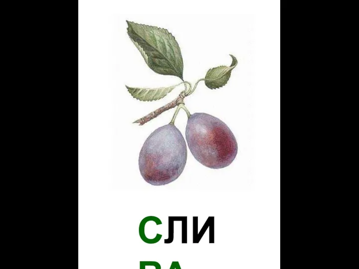 СЛИВА Слива