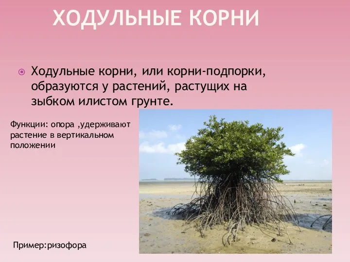 ХОДУЛЬНЫЕ КОРНИ Ходульные корни, или корни-подпорки, образуются у растений, растущих