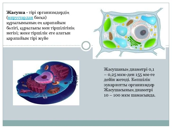 Жасуша - тірі организмдердің (вирустардан басқа) құрылымының ең қарапайым бөлігі,