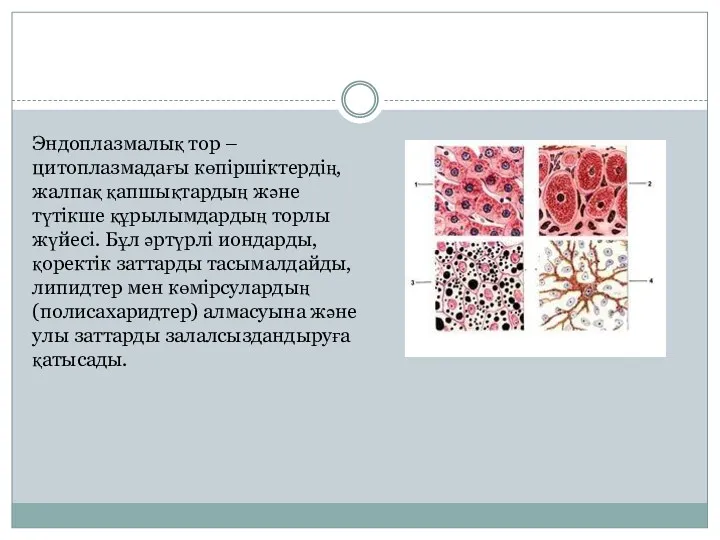 Эндоплазмалық тор – цитоплазмадағы көпіршіктердің, жалпақ қапшықтардың және түтікше құрылымдардың