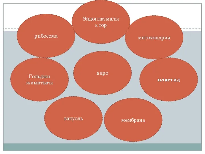 ядро пластид вакуоль Гольджи жиынтығы митохондрия рибосома Эндоплазмалық тор мембрана