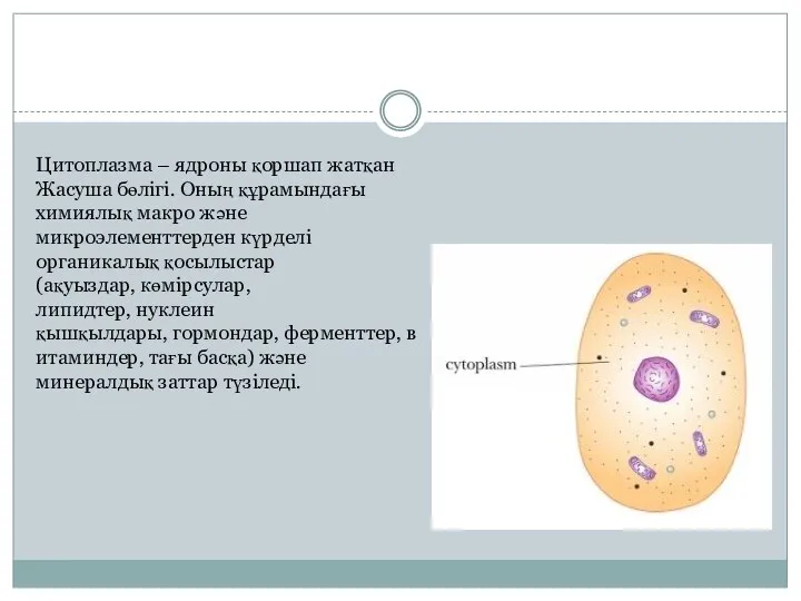 Цитоплазма – ядроны қоршап жатқан Жасуша бөлігі. Оның құрамындағы химиялық