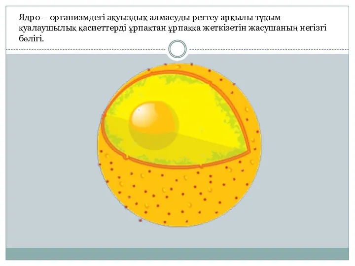 Ядро – организмдегі ақуыздық алмасуды реттеу арқылы тұқым қуалаушылық қасиеттерді ұрпақтан ұрпаққа жеткізетін жасушаның негізгі бөлігі.