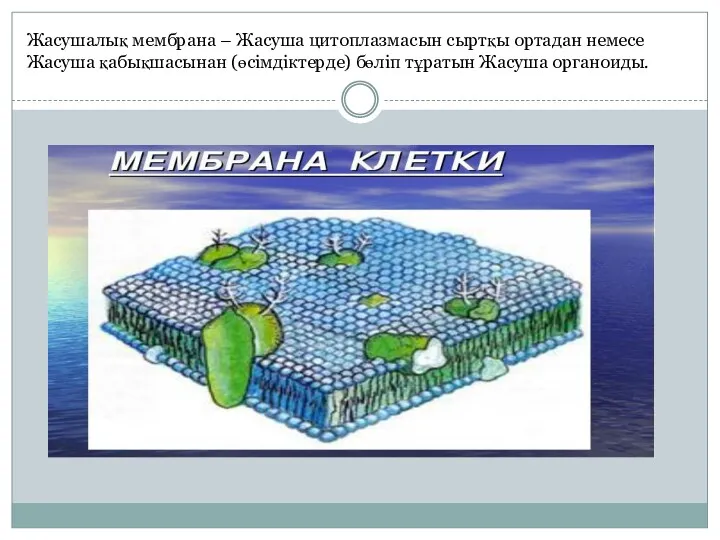 Жасушалық мембрана – Жасуша цитоплазмасын сыртқы ортадан немесе Жасуша қабықшасынан (өсімдіктерде) бөліп тұратын Жасуша органоиды.