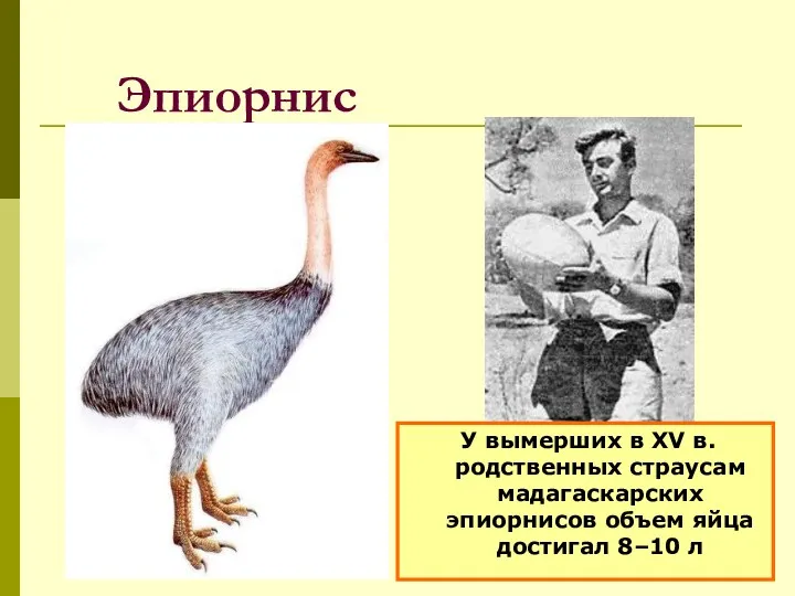 Эпиорнис . У вымерших в XV в. родственных страусам мадагаскарских эпиорнисов объем яйца достигал 8–10 л