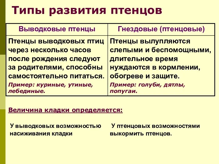 Типы развития птенцов Величина кладки определяется: У выводковых возможностью У птенцовых возможностями насиживания кладки выкормить птенцов.