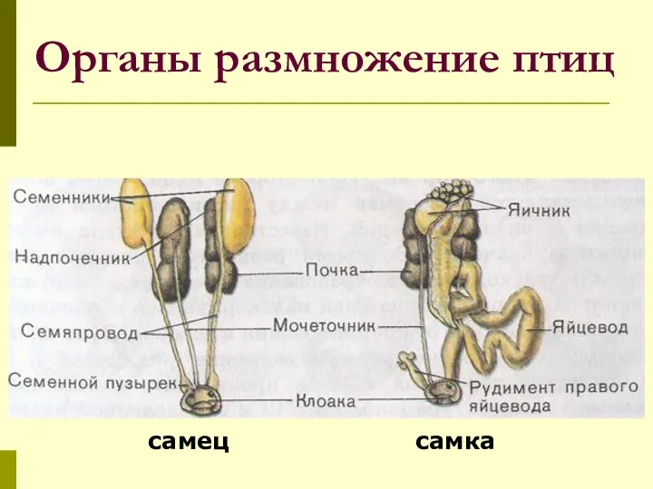 Органы размножение птиц самец самка