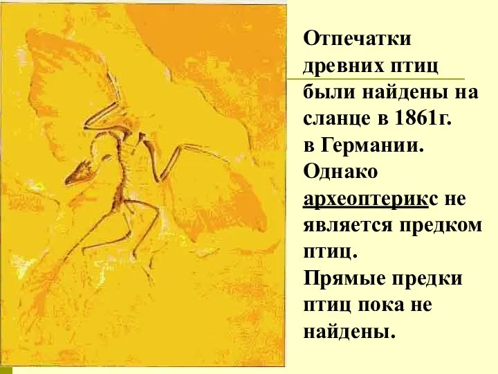 Отпечатки древних птиц были найдены на сланце в 1861г. в
