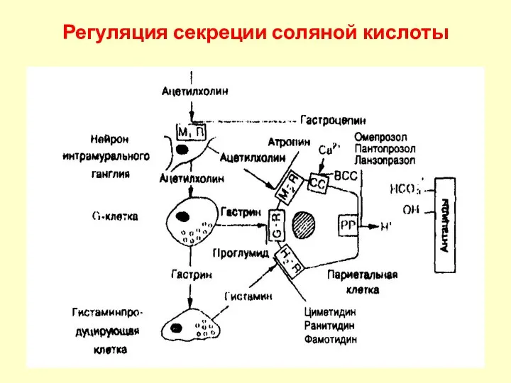 Регуляция секреции соляной кислоты