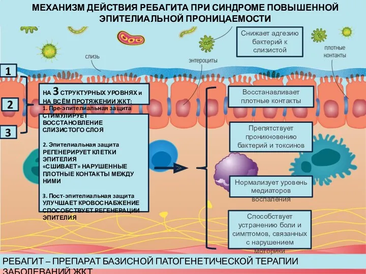 РЕБАГИТ – ПРЕПАРАТ БАЗИСНОЙ ПАТОГЕНЕТИЧЕСКОЙ ТЕРАПИИ ЗАБОЛЕВАНИЙ ЖКТ Восстанавливает плотные