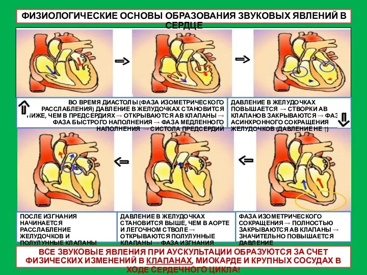 ФИЗИОЛОГИЧЕСКИЕ ОСНОВЫ ОБРАЗОВАНИЯ ЗВУКОВЫХ ЯВЛЕНИЙ В СЕРДЦЕ ВО ВРЕМЯ ДИАСТОЛЫ (ФАЗА ИЗОМЕТРИЧЕСКОГО РАССЛАБЛЕНИЯ)