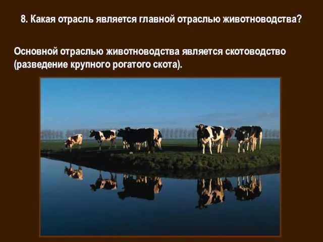 8. Какая отрасль является главной отраслью животноводства? Основной отраслью животноводства является скотоводство (разведение крупного рогатого скота).