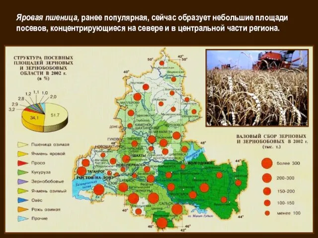 Яровая пшеница, ранее популярная, сейчас образует небольшие площади посевов, концентрирующиеся