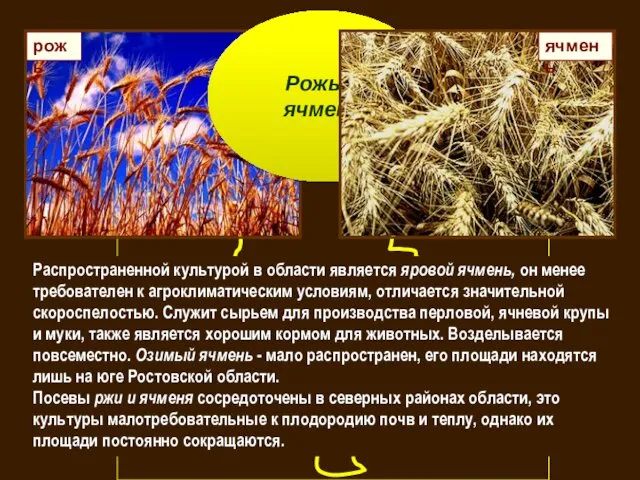 Распространенной культурой в области является яровой ячмень, он менее требователен