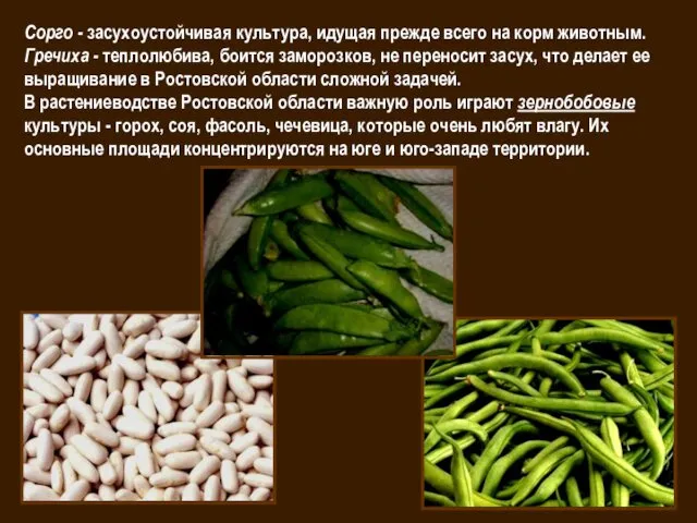 Сорго - засухоустойчивая культура, идущая прежде всего на корм животным.