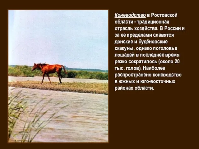 Коневодство в Ростовской области - традиционная отрасль хозяйства. В России