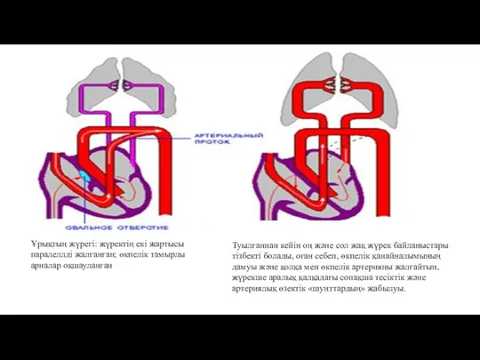 Ұрықтың жүрегі: жүректің екі жартысы паралеллді жалғанған; өкпелік тамырлы арналар оқшауланған Туылғаннан кейін