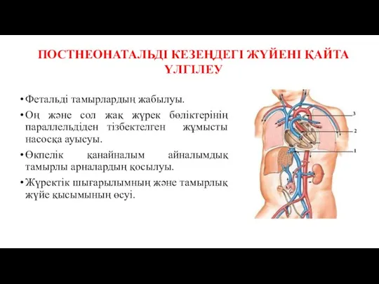 ПОСТНЕОНАТАЛЬДІ КЕЗЕҢДЕГІ ЖҮЙЕНІ ҚАЙТА ҮЛГІЛЕУ Фетальді тамырлардың жабылуы. Оң және сол жақ жүрек