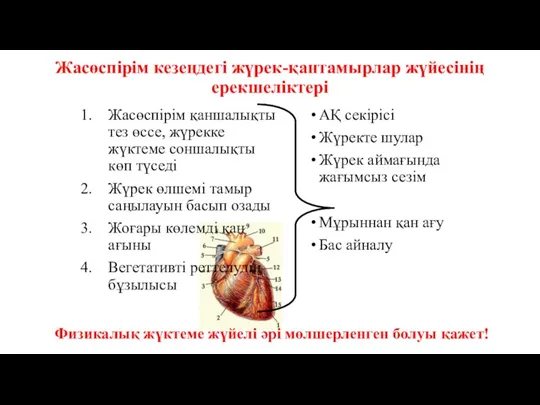 Жасөспірім кезеңдегі жүрек-қантамырлар жүйесінің ерекшеліктері Жасөспірім қаншалықты тез өссе, жүрекке жүктеме соншалықты көп