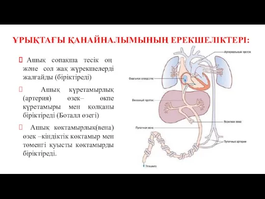 ҰРЫҚТАҒЫ ҚАНАЙНАЛЫМЫНЫҢ ЕРЕКШЕЛІКТЕРІ: Ашық сопақша тесік оң және сол жақ