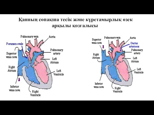 Қанның сопақша тесік және күретамырлық өзек арқылы қозғалысы