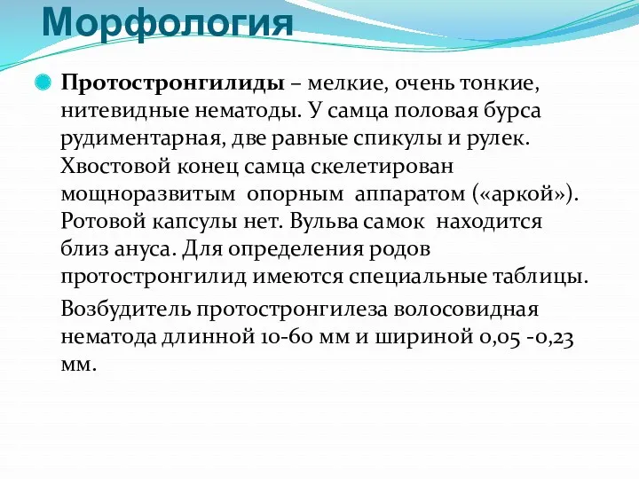 Морфология Протостронгилиды – мелкие, очень тонкие, нитевидные нематоды. У самца