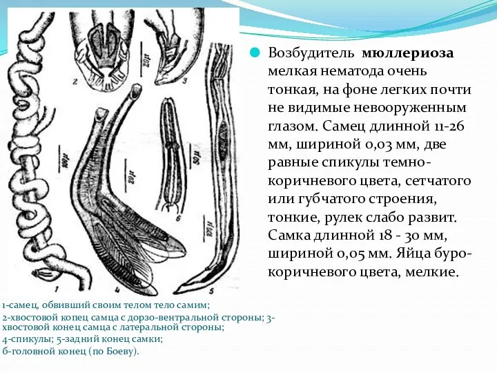 1-самец, обвивший своим телом тело самим; 2-хвостовой копец самца с