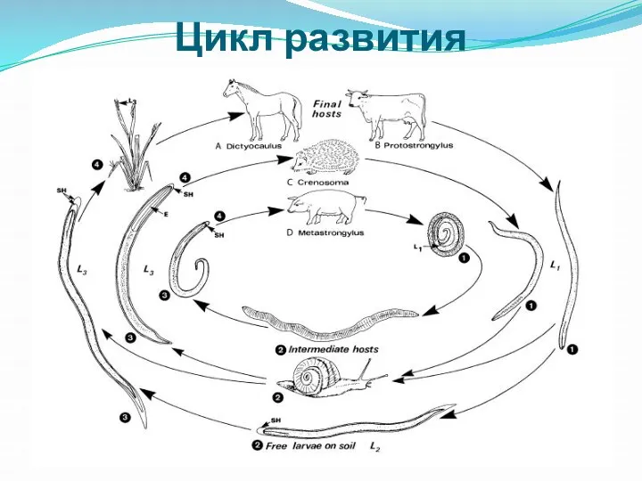 Цикл развития