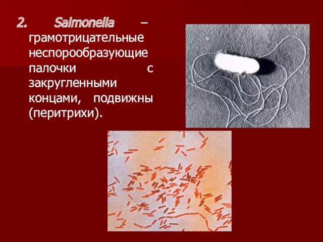 2. Salmonella – грамотрицательные неспорообразующиепалочки с закругленными концами, подвижны (перитрихи).
