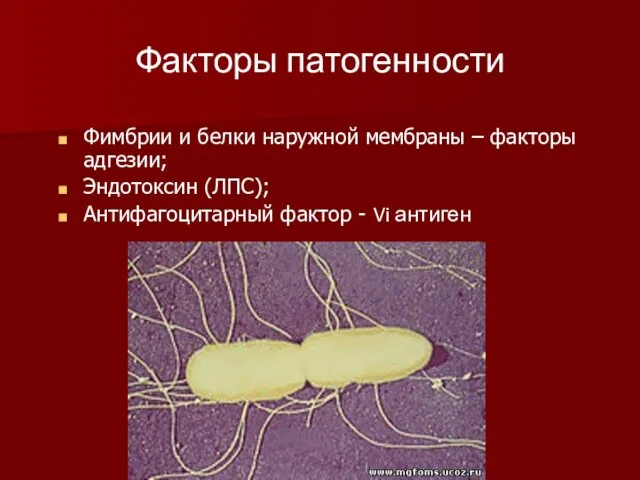 Факторы патогенности Фимбрии и белки наружной мембраны – факторы адгезии;
