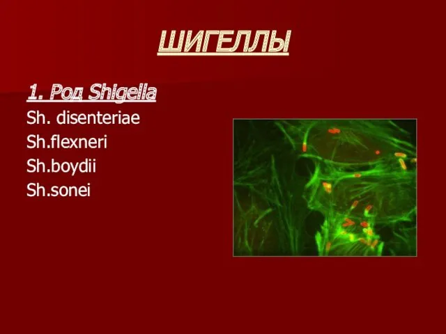 ШИГЕЛЛЫ 1. Род Shigella Sh. disenteriae Sh.flexneri Sh.boydii Sh.sonei