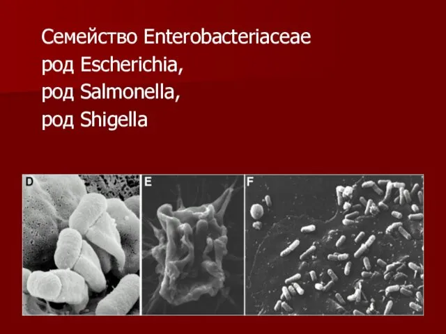 Семейство Enterobacteriaceae род Escherichia, род Salmonella, род Shigella