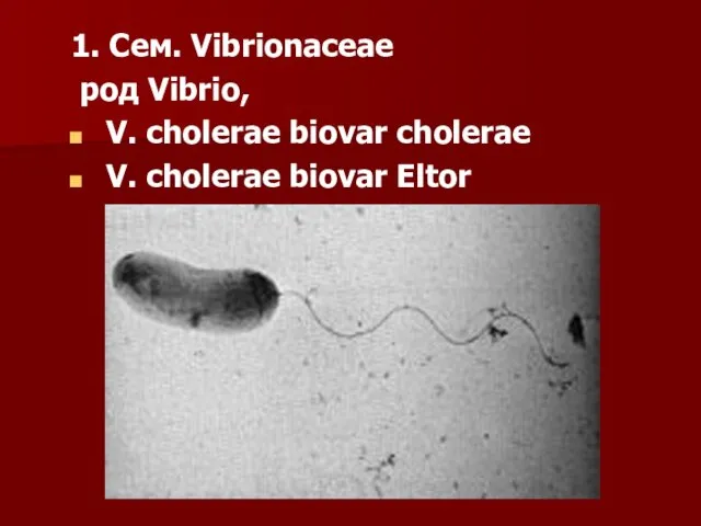 1. Сем. Vibrionaceae род Vibrio, V. cholerae biovar cholerae V. cholerae biovar Eltor