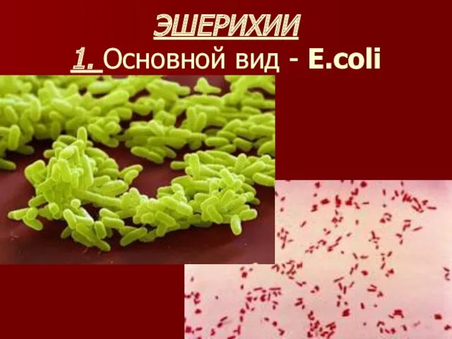 ЭШЕРИХИИ 1. Основной вид - E.coli