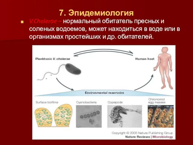 7. Эпидемиология V.Cholerae – нормальный обитатель пресных и соленых водоемов,