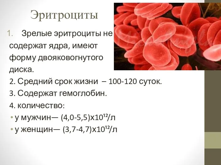 Эритроциты Зрелые эритроциты не содержат ядра, имеют форму двояковогнутого диска.