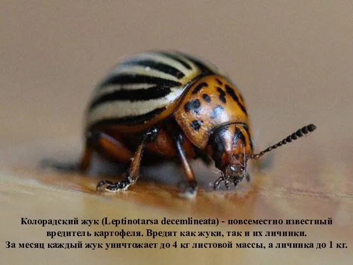 Колорадский жук (Leptinotarsa decemlineata) - повсеместно известный вредитель картофеля. Вредят как жуки, так
