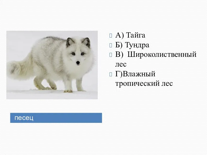 песец А) Тайга Б) Тундра В) Широколиственный лес Г)Влажный тропический лес