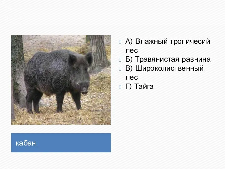 кабан А) Влажный тропичесий лес Б) Травянистая равнина В) Широколиственный лес Г) Тайга