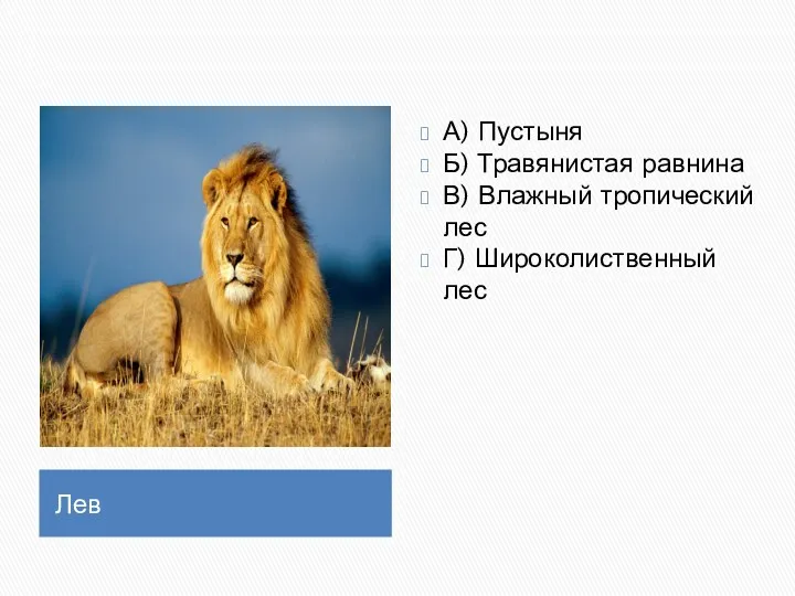 Лев А) Пустыня Б) Травянистая равнина В) Влажный тропический лес Г) Широколиственный лес