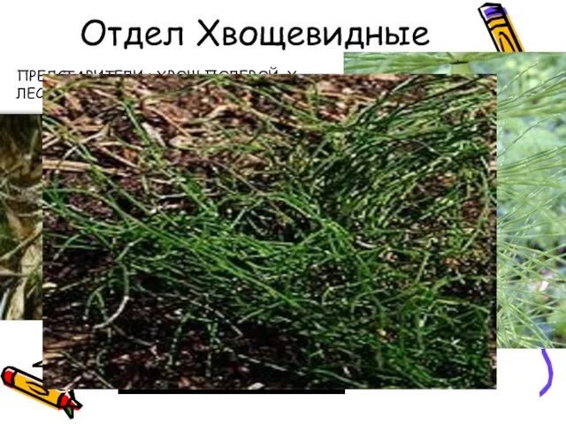 Отдел Хвощевидные ПРЕДСТАВИТЕЛИ : ХВОЩ ПОЛЕВОЙ, Х.ЛЕСНОЙ, Х. ЗИМУЮЩИЙ, Х.КАМЫШОВЫЙ