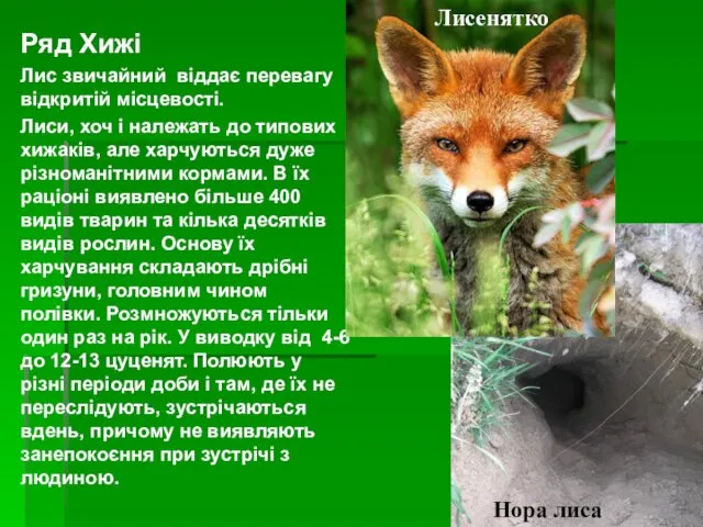 Ряд Хижі Лис звичайний віддає перевагу відкритій місцевості. Лиси, хоч