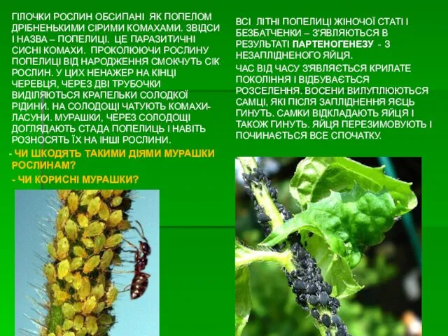 ГІЛОЧКИ РОСЛИН ОБСИПАНІ ЯК ПОПЕЛОМ ДРІБНЕНЬКИМИ СІРИМИ КОМАХАМИ. ЗВІДСИ І